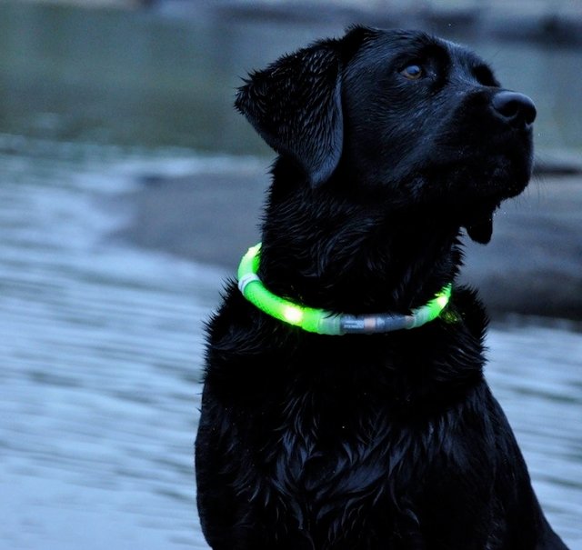 neon green dog collar