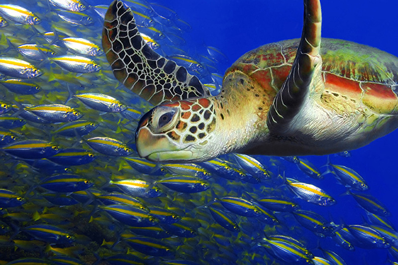 10th Annual 'Sea Turtle Weekend' at Four Seasons Resort Nevis