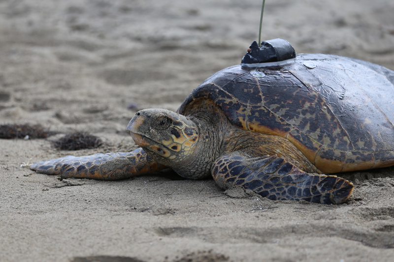 Sea Turtle Weekend, Four Seasons Resort Nevis