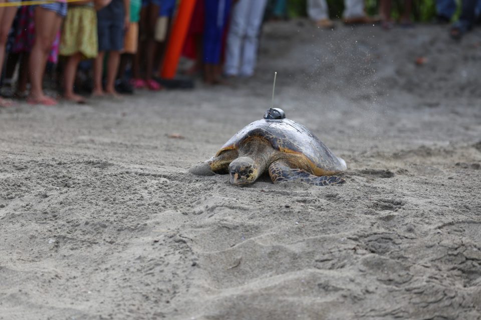 My Sea Turtle Weekend Experience at Four Seasons Resort Nevis | Joe's Daily