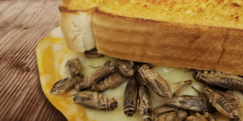 Cricket Grilled Cheese at the Calgary Stampede