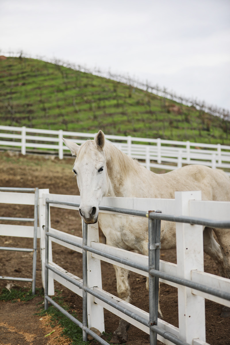 Rescue horse at Malibu Wines