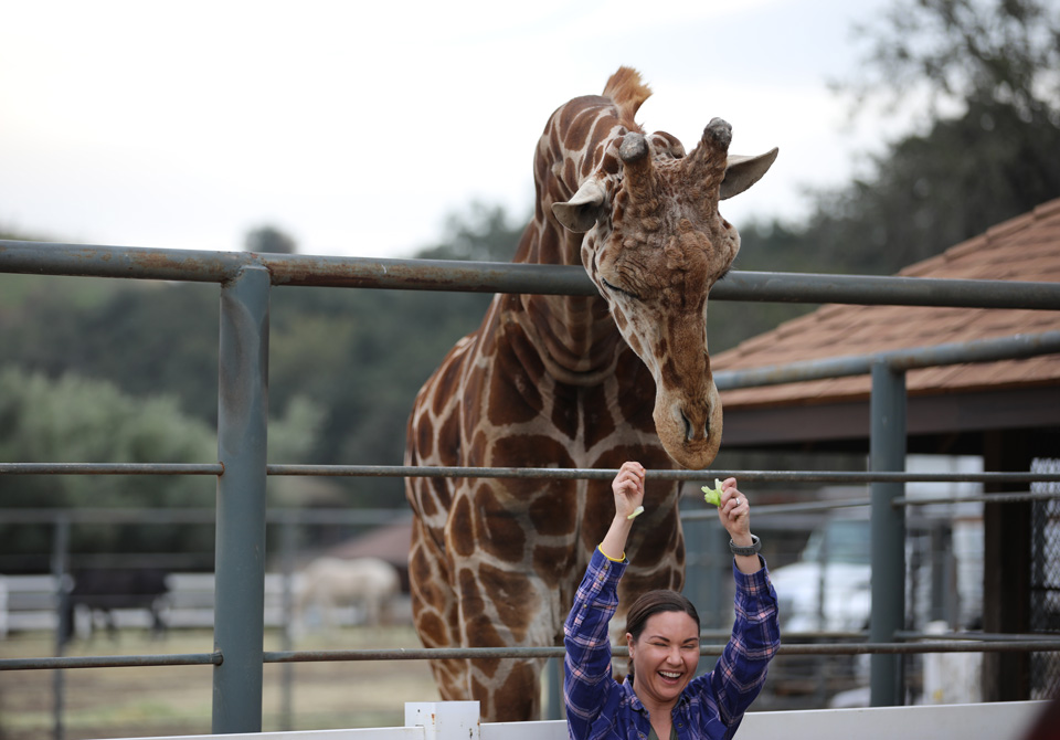 Stanley the Giraffe from Malibu Wines Safari