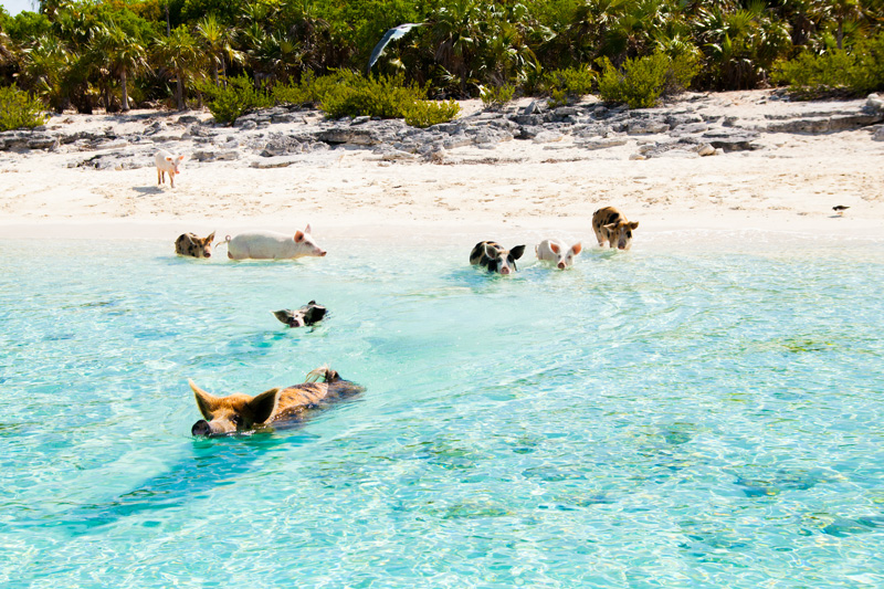 Swimming with pigs in the Caribbean