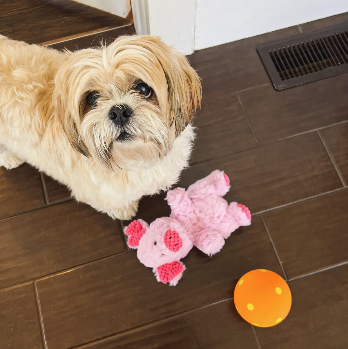 Shih Tzu playing with MultiPet dog toys