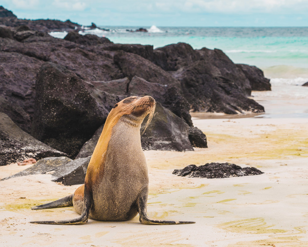 A seal basking in the sun on Galapagos Islands, Ecuador, one of the leading UNESCO World Heritage Sites you should visit.