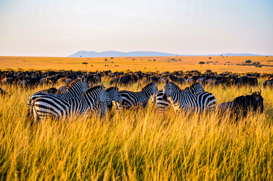 Zebras in Serengeti National Park, Tanzania - UNESCO World Heritage Sites