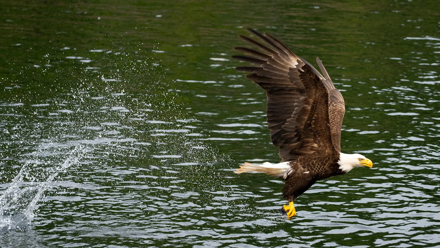 Bald eagle in Alaska