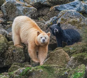 Bears seen in Alaska on Holland America Line cruise