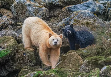 Bears seen in Alaska on Holland America Line cruise