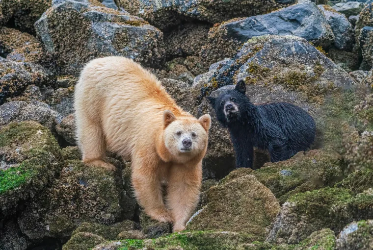 Bears seen in Alaska on Holland America Line cruise