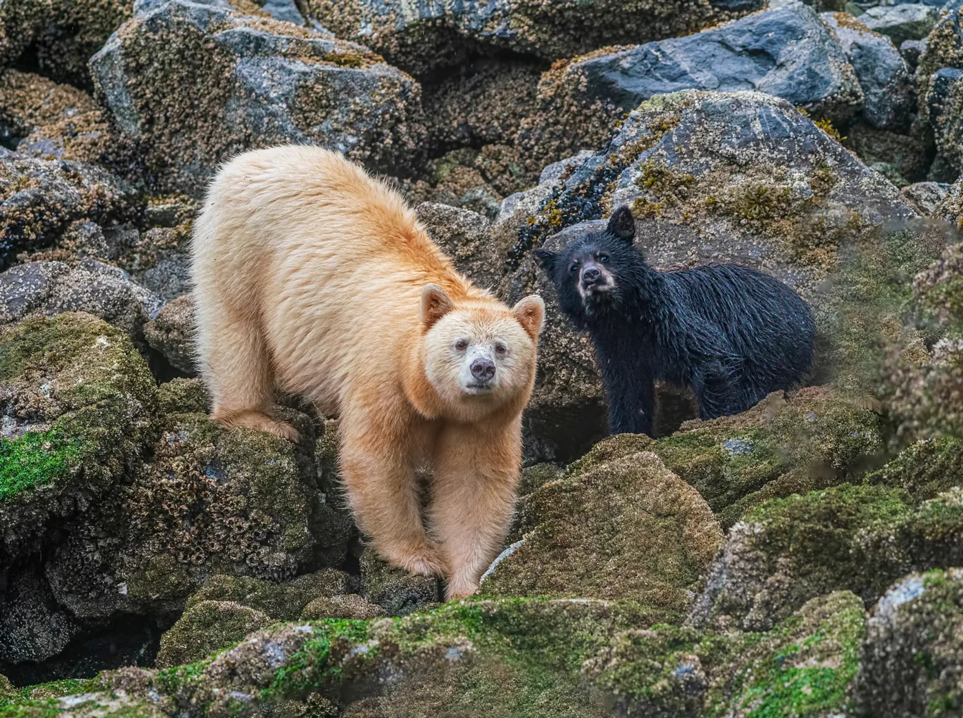 Bears seen in Alaska on Holland America Line cruise