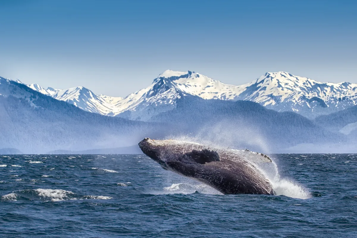 A whale breaching the waters in Alaska