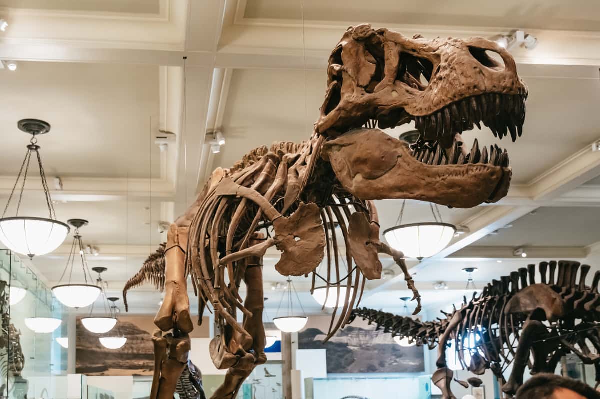 A grand hall at the American Museum of Natural History in New York City