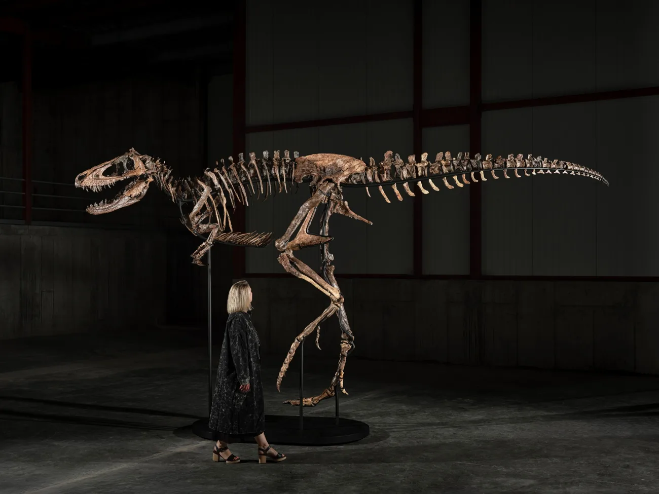 'Jodi' Nanotyrannus Skeleton: A 67-Million-Year-Old Auction Lot
